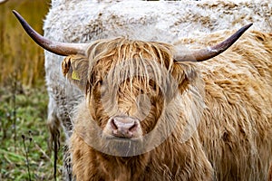 Highland cattle - Bo Ghaidhealach -Heilan coo - a Scottish cattle breed with characteristic long horns and long wavy