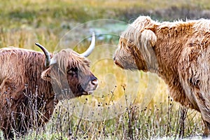 Highland cattle - Bo Ghaidhealach -Heilan coo - a Scottish cattle breed with characteristic long horns and long wavy