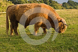 Highland cattle bull grazing