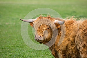 Highland cattle Bull