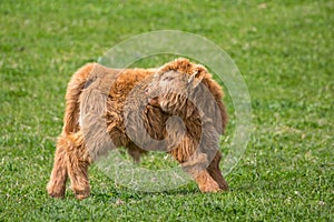 Highland cattle calf