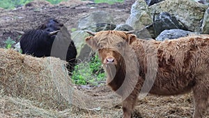 Highland Cattle Calf closeup on a foggy morning farm center