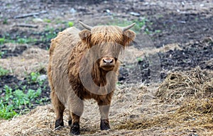 Highland Cattle calf on a foggy morning farm