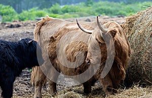 Highland Cattle and calf on a foggy morning farm