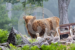 Highland Cattle calf and geese on a foggy morning farm