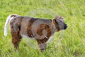 Highland Cattle calf on a pasture in the Scottish Highlands