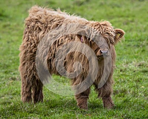 Highland Cattle Calf in Scotland, UK