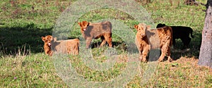 Highland cattle calfs