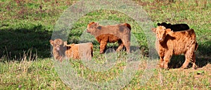 Highland cattle calfs