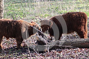 Highland cattle calfs