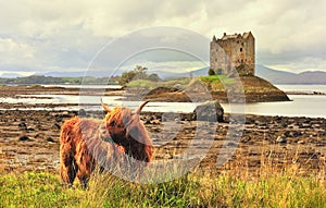 Highland cattle at Castle Stalker, Scotland
