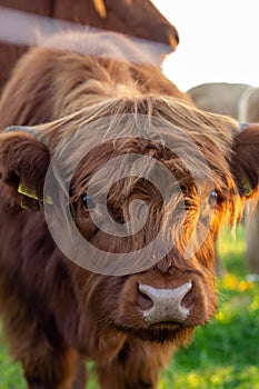 Highland cattle close up