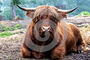 Highland Cattle covered in hay on a foggy morning farm