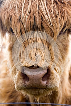 Highland cattle cow.