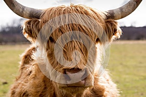 Highland cattle cow.