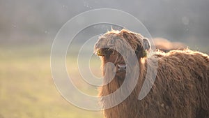 Highland cattle cow on grazing.