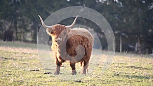 Highland cattle cow on grazing.