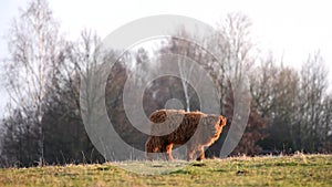 Highland cattle cow on grazing.