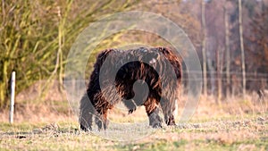 Highland cattle cow on grazing.