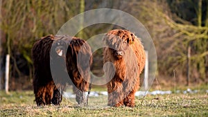 Highland cattle cow on grazing.