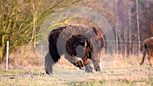 Highland cattle cow on grazing.