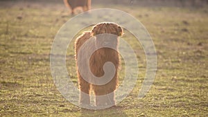 Highland cattle cow on grazing.