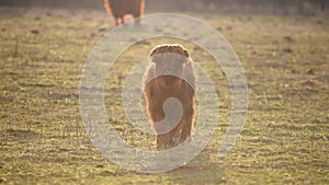 Highland cattle cow on grazing.