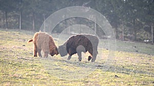 Highland cattle cow on grazing.