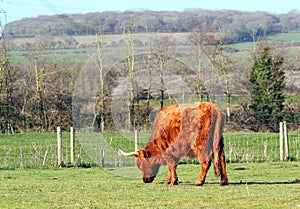 Highland cattle-cow, grazing in a field.