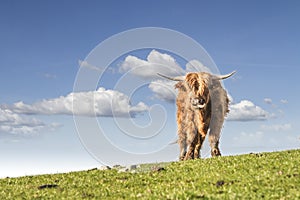 HIGHLAND CATTLE. COW WITH HORN IN FIELD