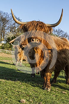 HIGHLAND CATTLE. COW WITH HORN IN FIELD