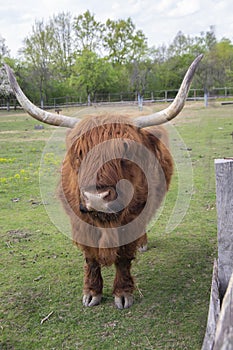 Highland cattle cow on pasture, very huge and hairy animal with long horns