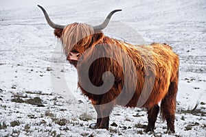 Highland Cattle