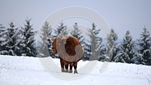 Highland cattle cow in snowy pasture.