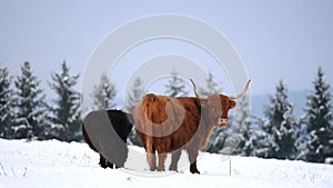 Highland cattle cow in snowy pasture.