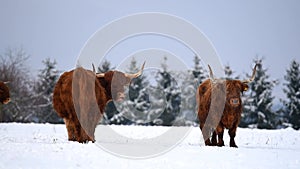 Highland cattle cow in snowy pasture.