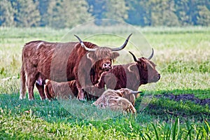 Highland cattle cows family on pasture, having a rest in cool shadow under trees