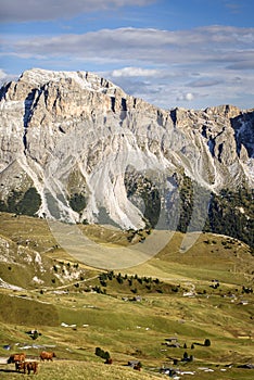 Highland cattle in dolomites alp