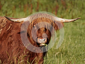 Highland Cattle eating grass