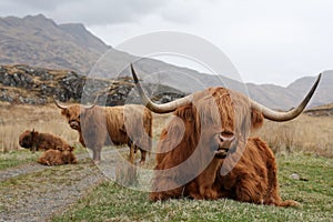 Highland Cattle Family