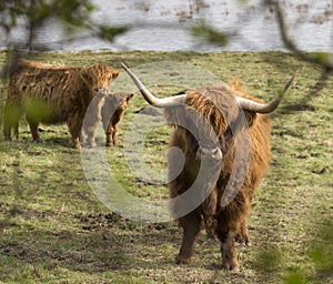 Highland Cattle Family