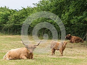 Highland cattle family group