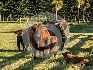 Highland Cattle Family