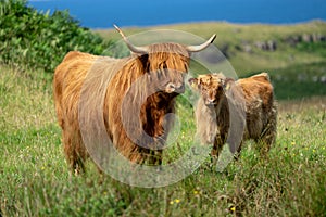 Highland cattle family