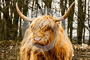 Highland Cattle in a field