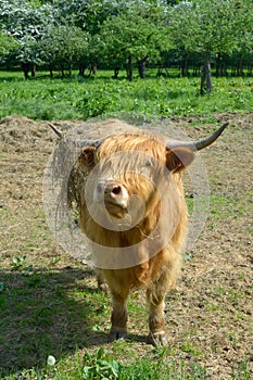 Highland Cattle in a Field,Rhineland,Germany