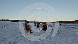 Highland cattle on a frozen field.