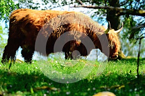 Highland cattle