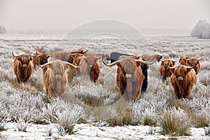 Highland cattle photo