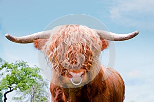 Highland cattle, highland cow, closeup